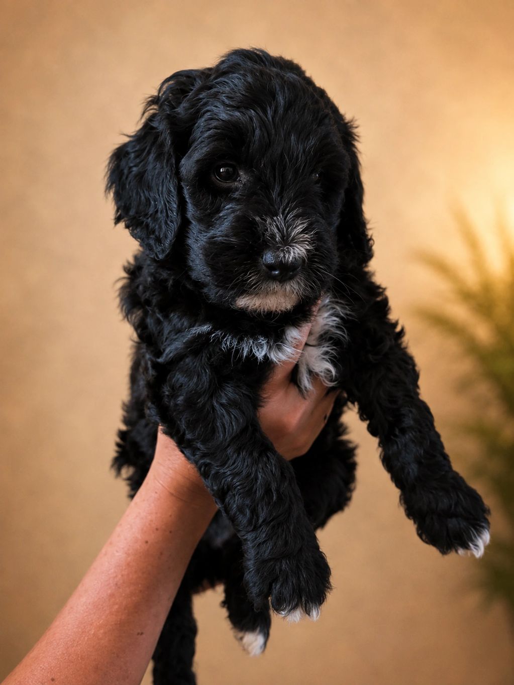 Black and white tuxedo f1b female bernedoodles luxury designer puppy