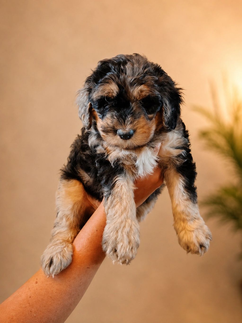 Phantom Merle luxury designer puppy male f1b bernedoodle puppy