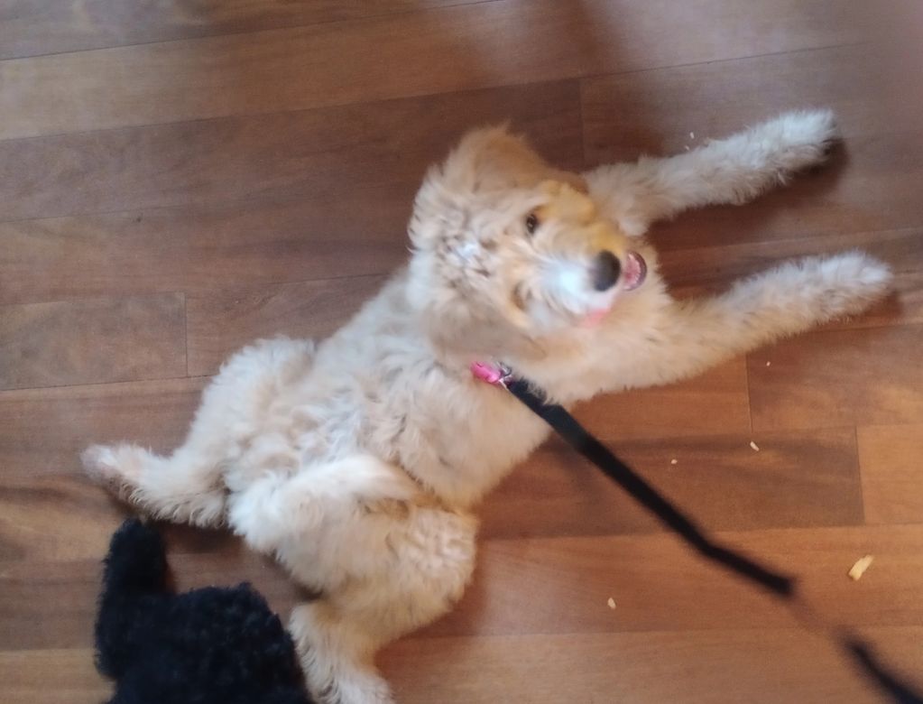 Leash trained red and white merle female bernedoodles luxury designer puppy f1b bernedoodle