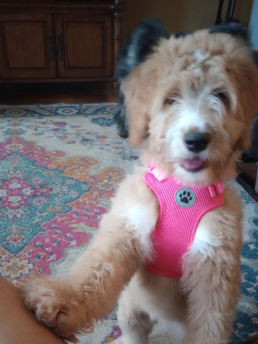 Red and white merle female bernedoodles luxury designer puppy f1b Bernedoodle