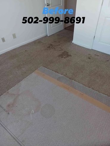 Before pet treatment steam clean