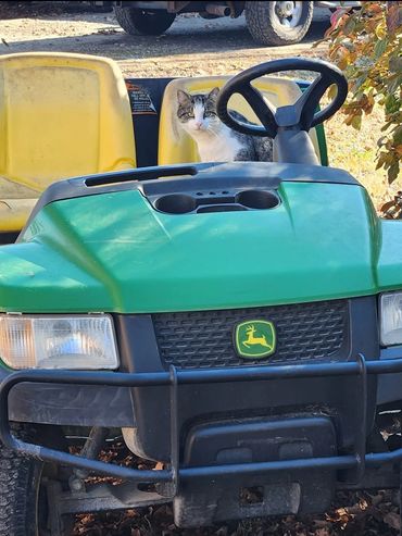 Cat sitting in the driver's seat of a John Deere gator