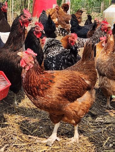 Group of hens running around their coop