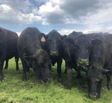 Group of cows eating grass clippings