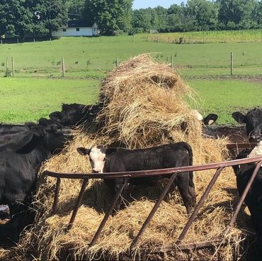 Baby calf standing in a hay ring while eating hay