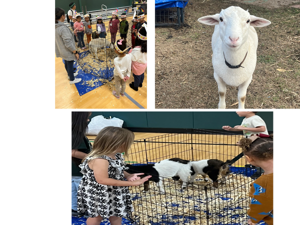 Students at a petting zoo and a lamb