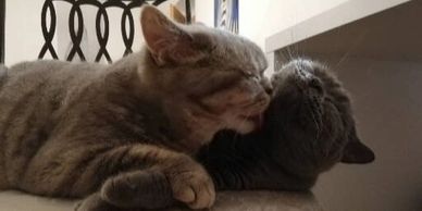 Two cats cuddling closely, one licking the other affectionately.