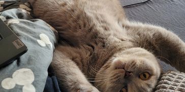 A gray cat lying on its back looking at the camera.