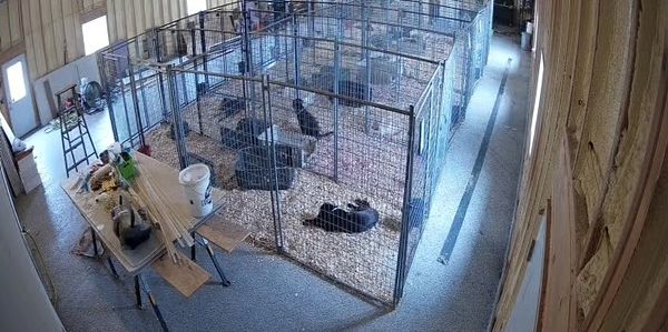 dogs sleeping in dog boarding kennel
