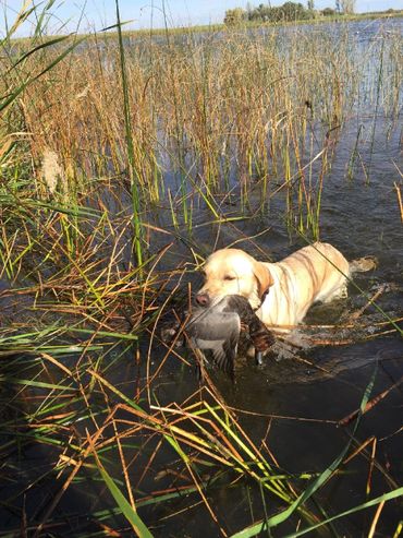 yellow lab retrieving duck in water