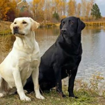 two labs by lake
