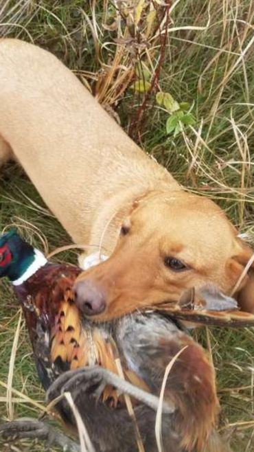 yellow lab hunting dog with pheasant