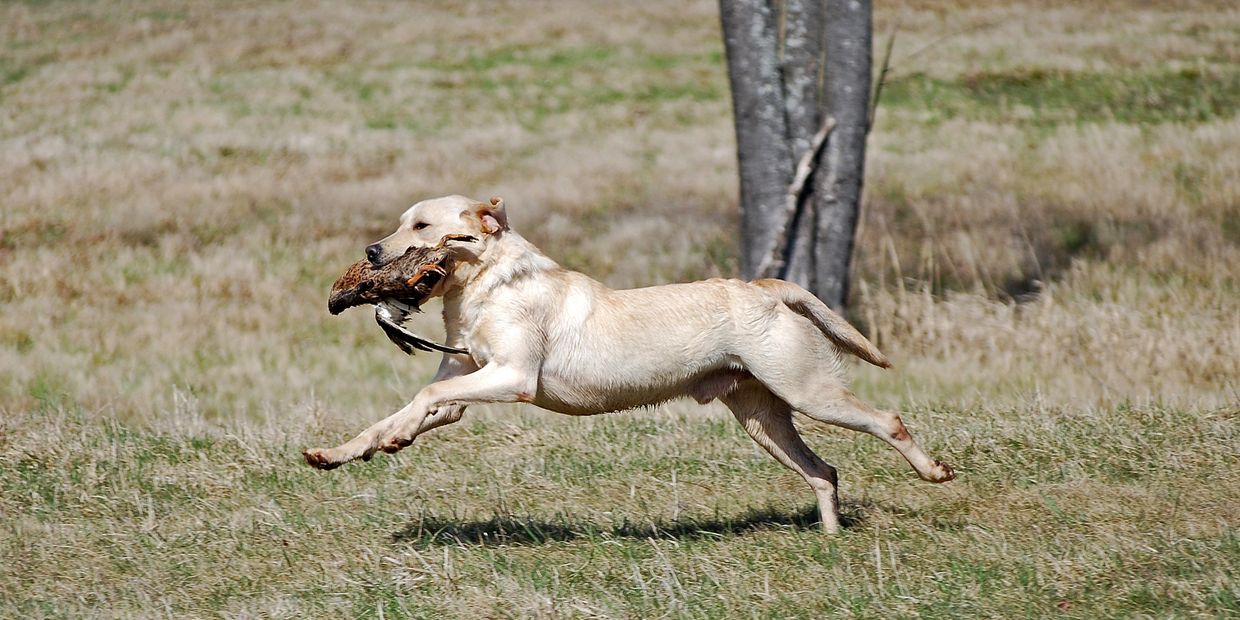 yellow lab hunting dog running with game in mouth