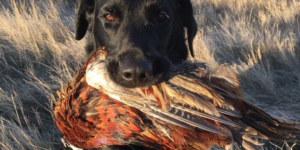 black lab hunting dog with bird in mouth