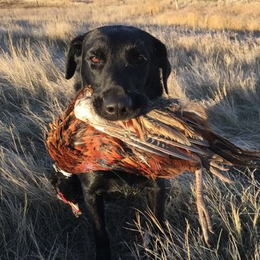 hunting dog with bird in mouth
