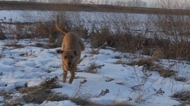 hunting dog running in snow field