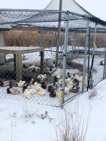 Hunting dog training live birds