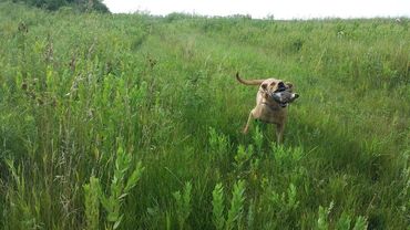 Hunting dog training retrieval live game bird