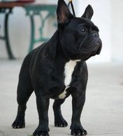 Gator French Bulldogs