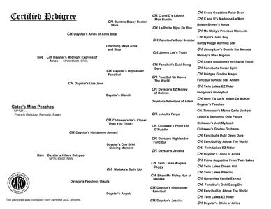 French Bulldog AKC Pedigree of Gator French Bulldogs