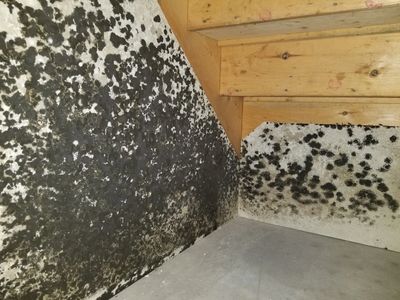 Mold growing on drywall in a closet underneath stairs.