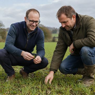 Two men examining plants in a green field outdoors.