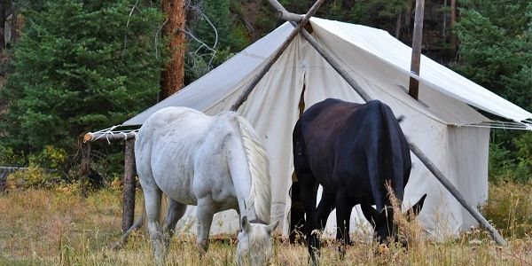 Horses grazing in a Wyoming hunting camp.  Read testimonials about Elk Fork Outfitters