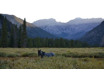 Gaucho the Horse grazing at Eagle Creek Meadows on a pack trip with Elk Fork Outfitters