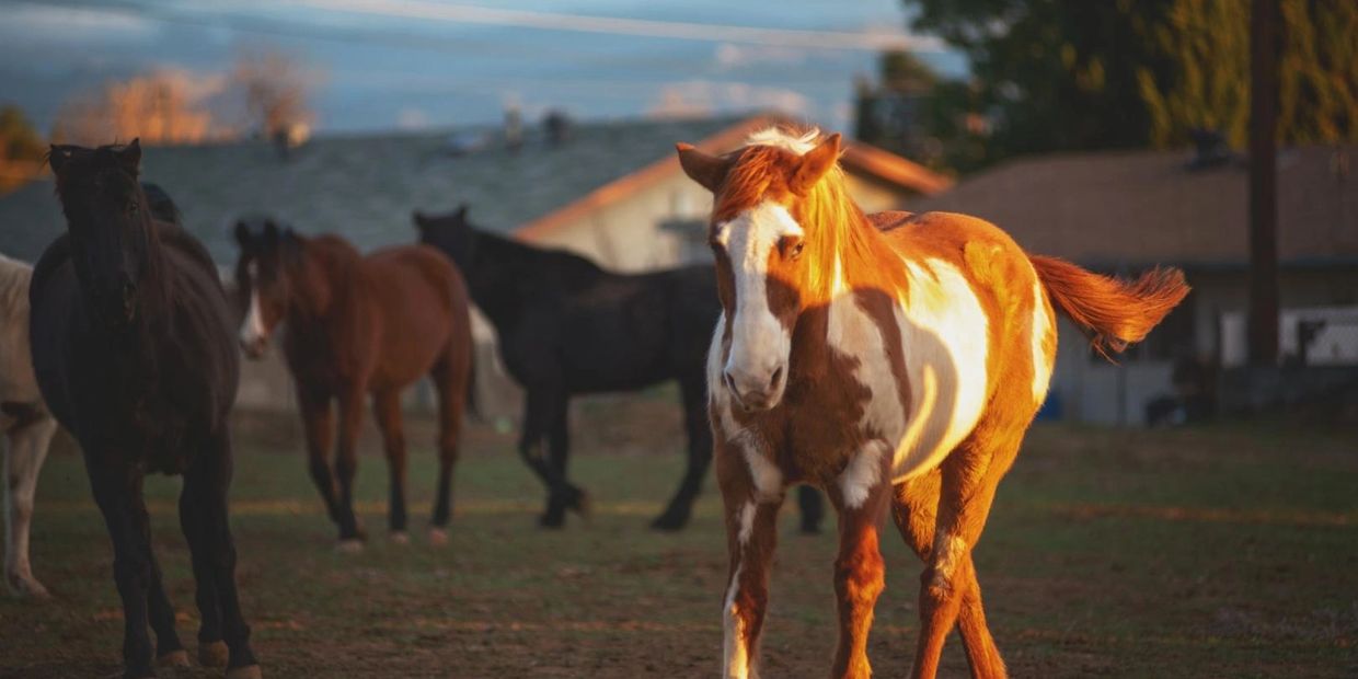 Patches, a Cherry Valley Rescue Ranch & Sanctuary Horse