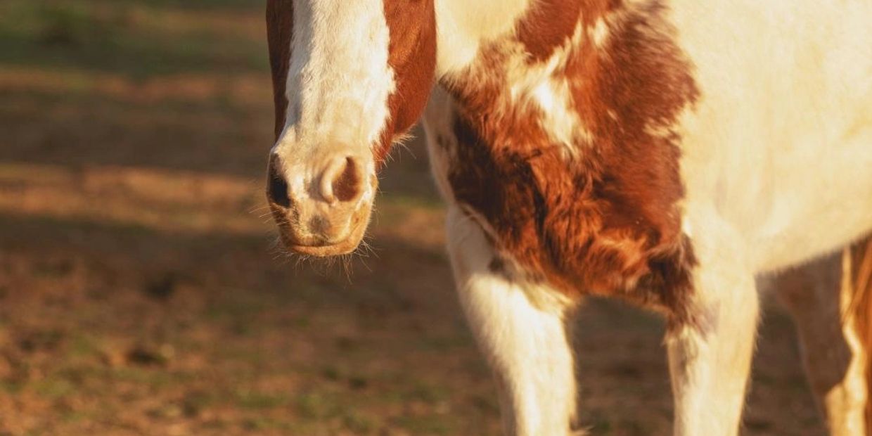 Meet Mamas, Cherry Valley Rescue Ranch Horse