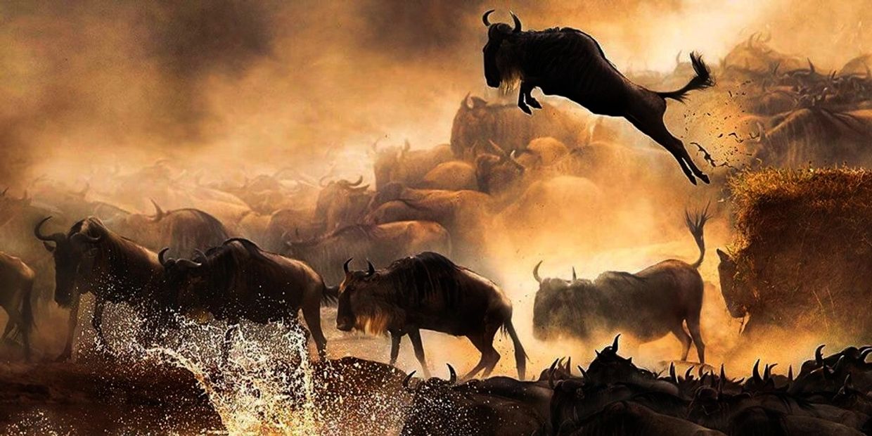 Wildebeest jumping during migration in dusty environment.