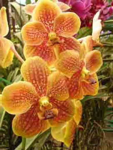 Orchidée Raid 4x4 Thaïlande aventure Safari Photo Enduro voyage découverte piste rouge, tour voiture