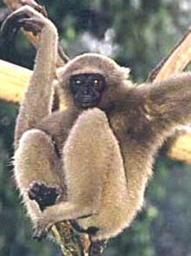 Singe Gibbon Raid 4x4 Thaïlande aventure Safari Photo voyage découverte piste rouge, tour voiture