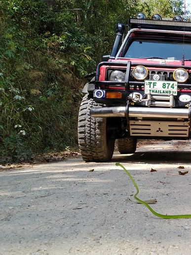 Serpent vert sur les pistes Raid 4x4 Thaïlande Enduro voyage découverte piste rouge, tour en voiture