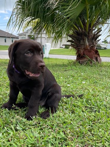 One of our pups giving the famous side eye- just like momma.