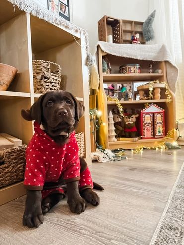 One of our pups enjoying the holidays with her cute little pajamas