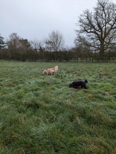 Bella and Mylee on a private field