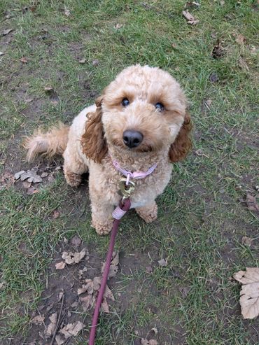 Nala looking beautiful