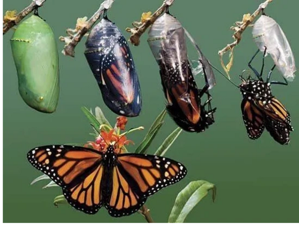 Butterflies coming out of cocoons