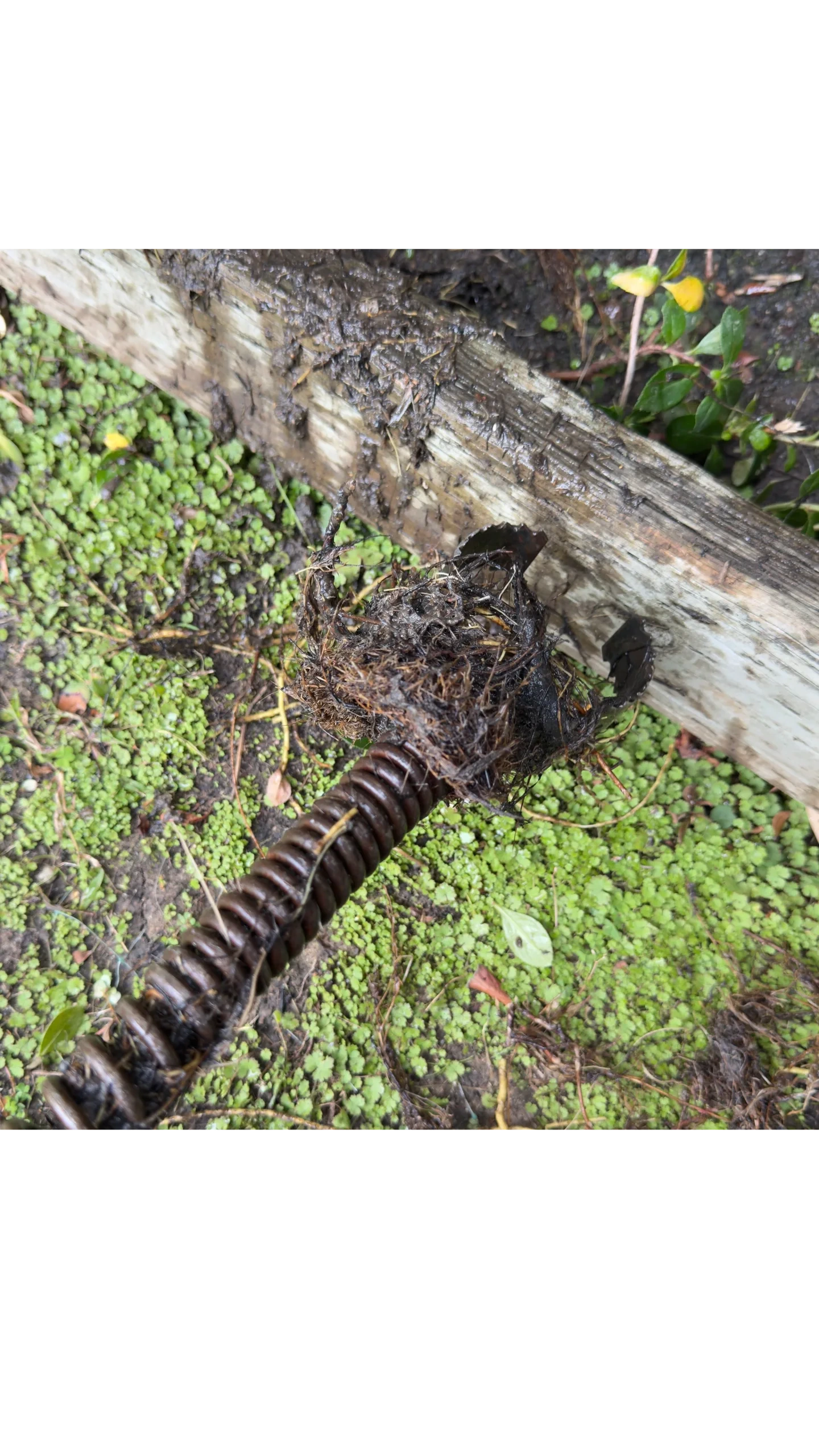 Drain cleaning snake with tree roots removed from a clogged drain in Morgan Hill, CA