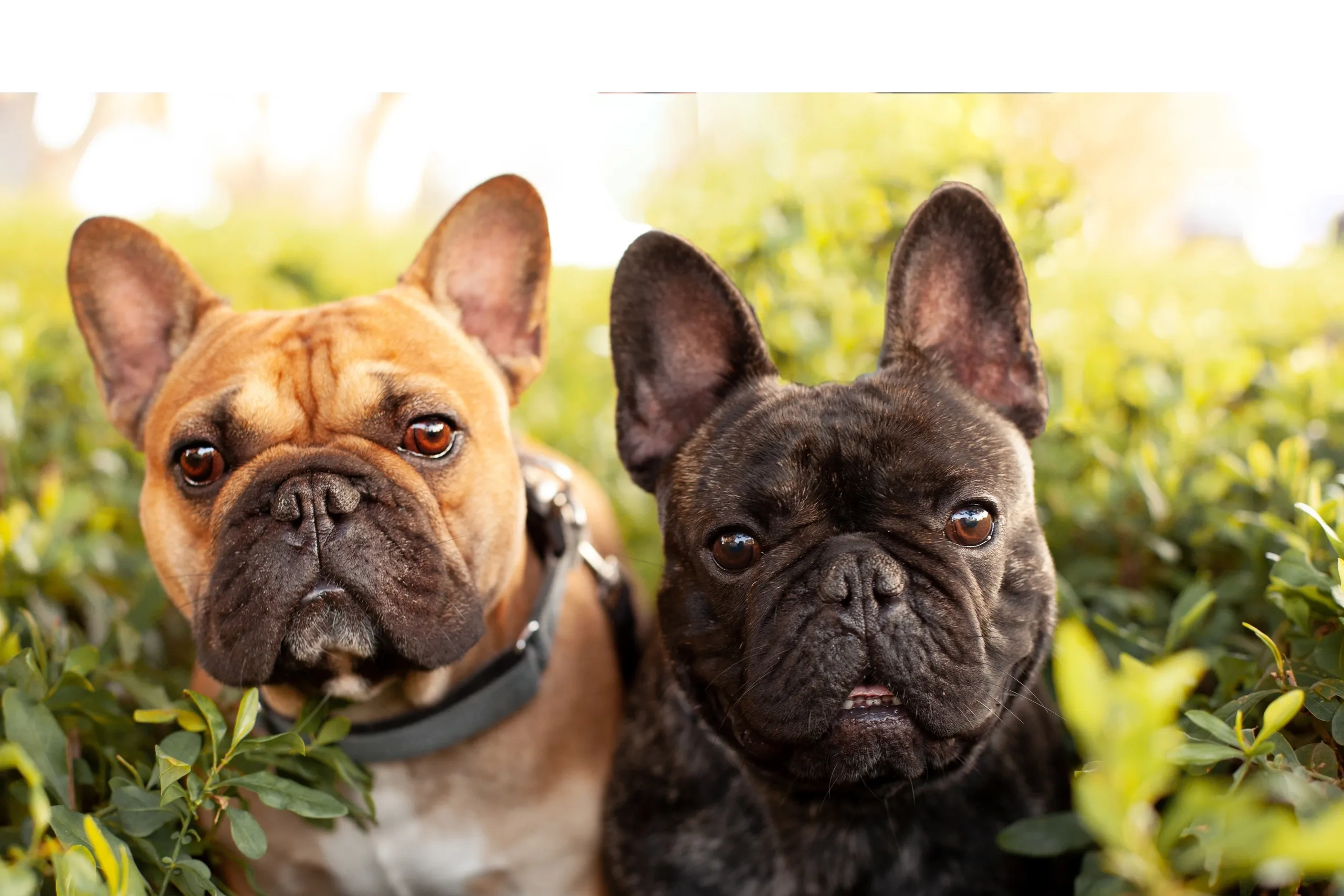Two French Bulldogs sitting closely among green bushes.