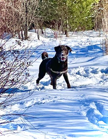 Dog
Snow
Lab
Chocolate
Winter
Park
Garden
Play