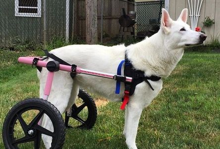 A White German Shepherd on a dog wheelchair