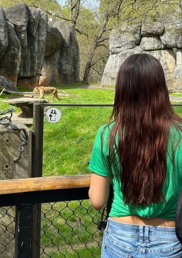 Person observing a lion in a zoo enclosure on a sunny day.