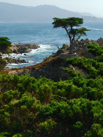 A lone tree stands on rocky cliffs overlooking the ocean with lush greenery in the foreground.