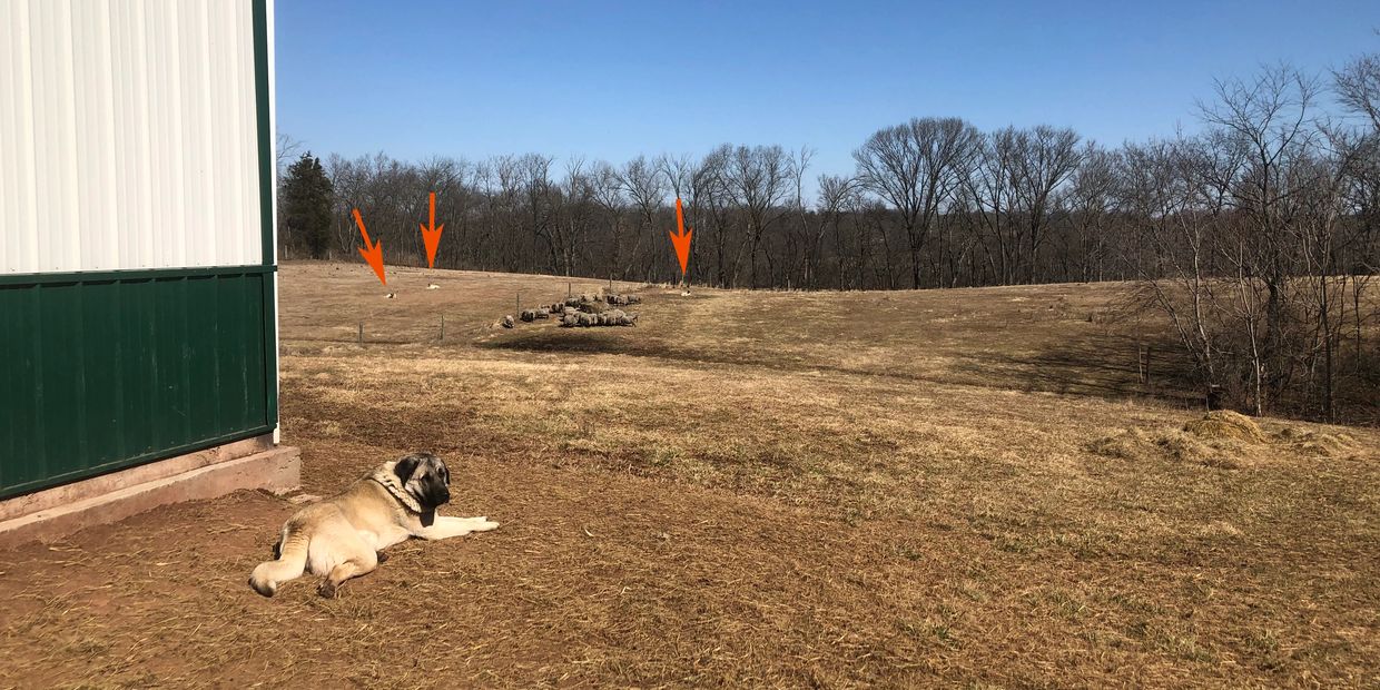 Kangal dog for sale, Sivas Kangal dogs, Kangal dog breeder, Purebred Kangal breeder, purebred Kangal