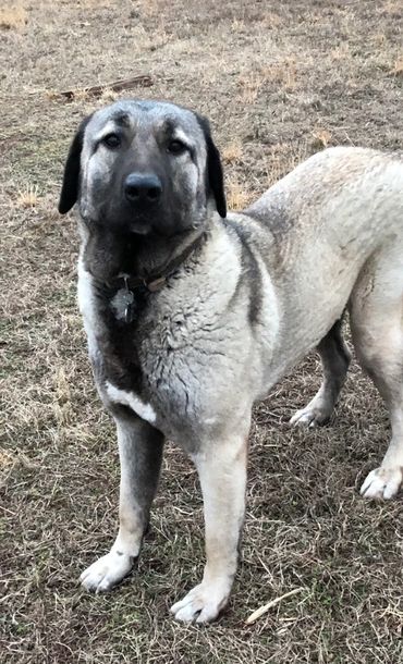 Sivas Kangal dogs, Kangal puppies for sale, Kangal dogs for sale, Kangal dog breeder near me