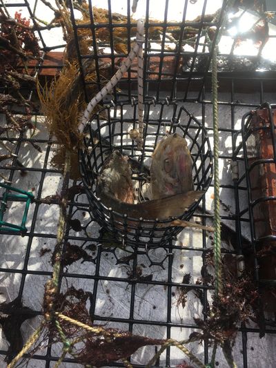 Here bait is placed directly in the safe. You can also use with a bait bag.