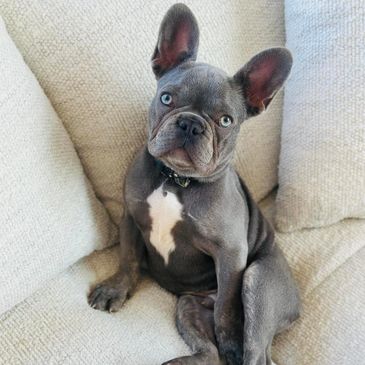 French Bulldog laying on couch in Virginia