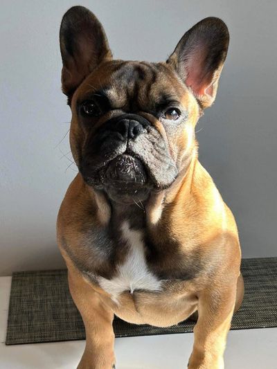 Beautiful French Bulldog